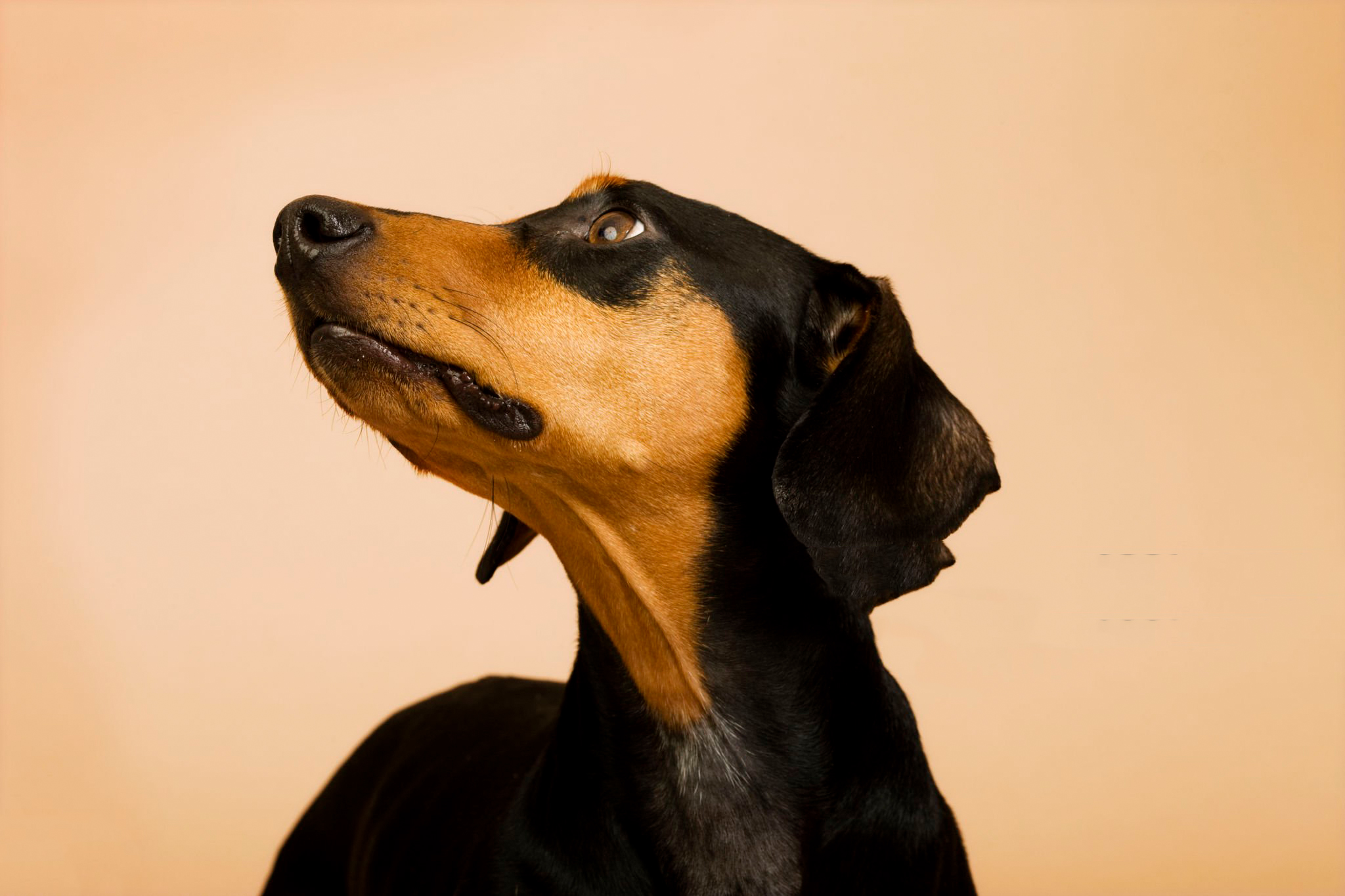 سرطان پانکراس در سگ ها